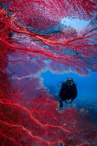 fiji-corals-spirit-liveaboards