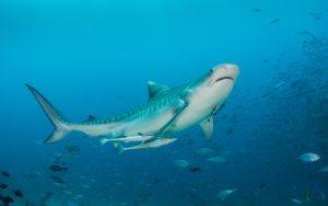 fiji-header-spirit-liveaboards