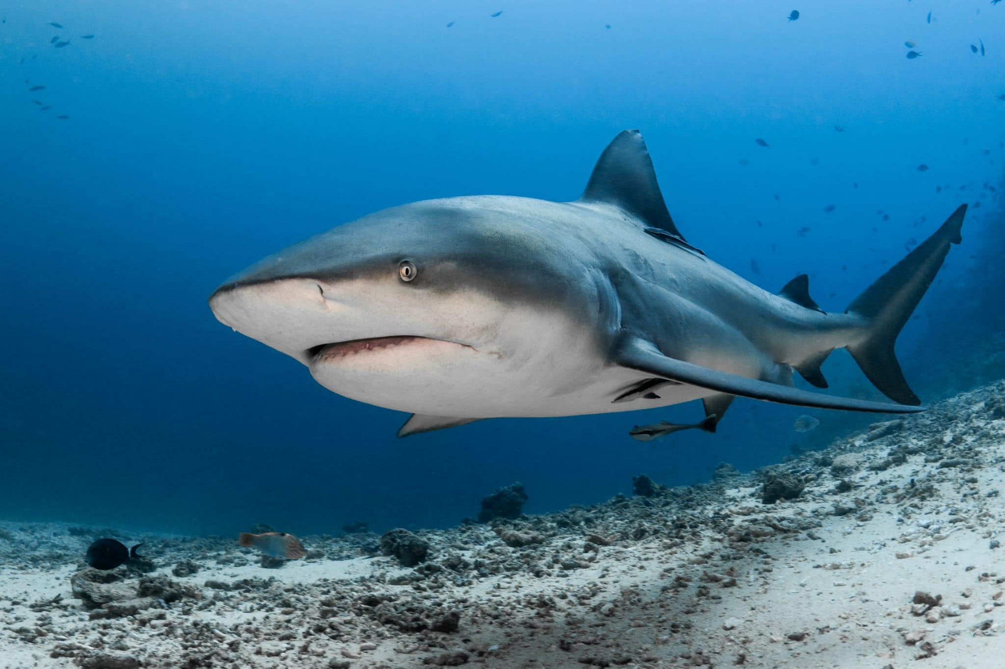 fiji-marine-life-sharks-spirit-liveaboards