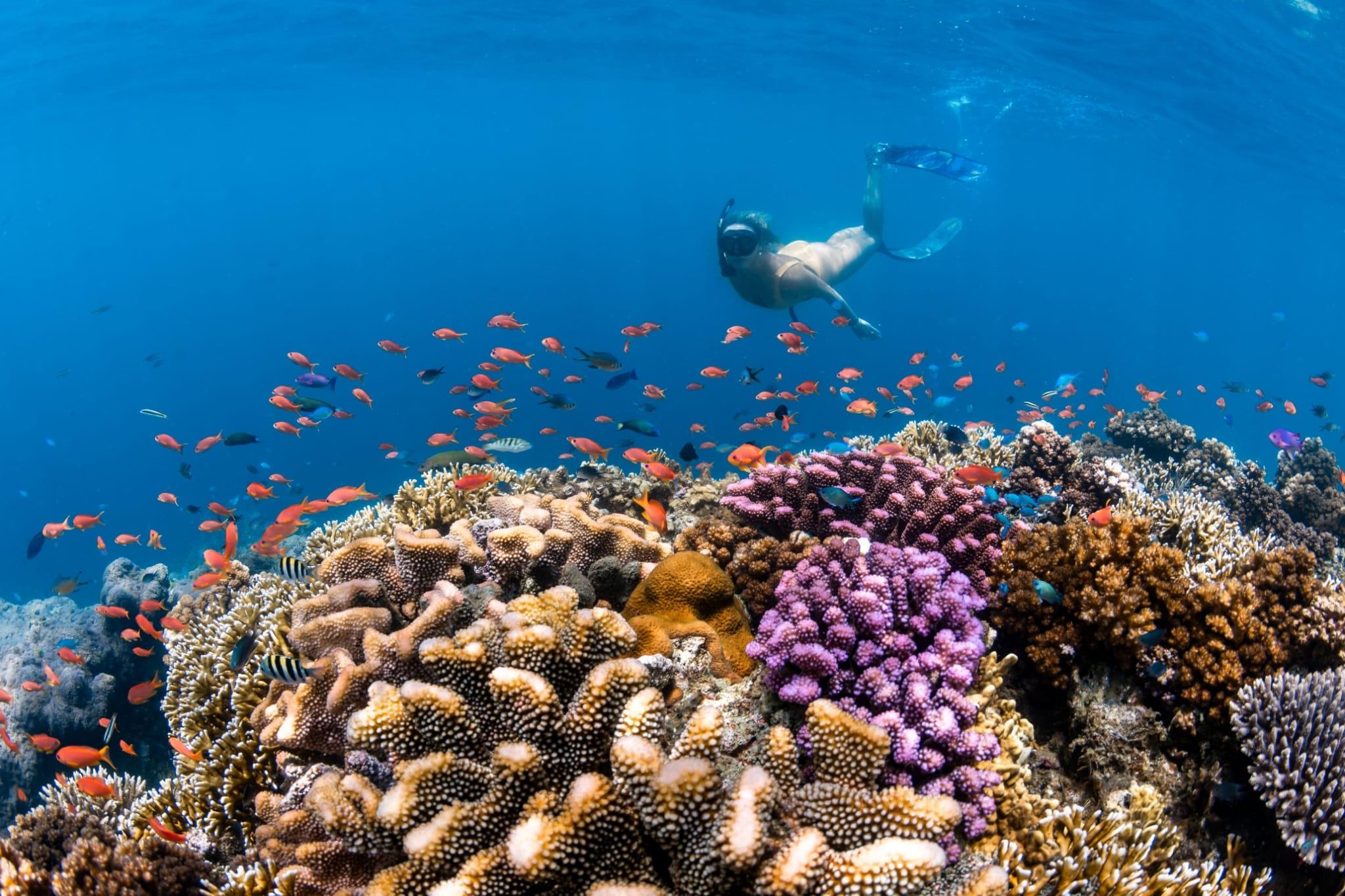 fiji-marine-life-soft-corals-spirit-liveaboards