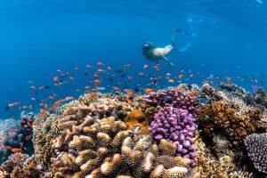 fiji-marine-life-soft-corals-spirit-liveaboards