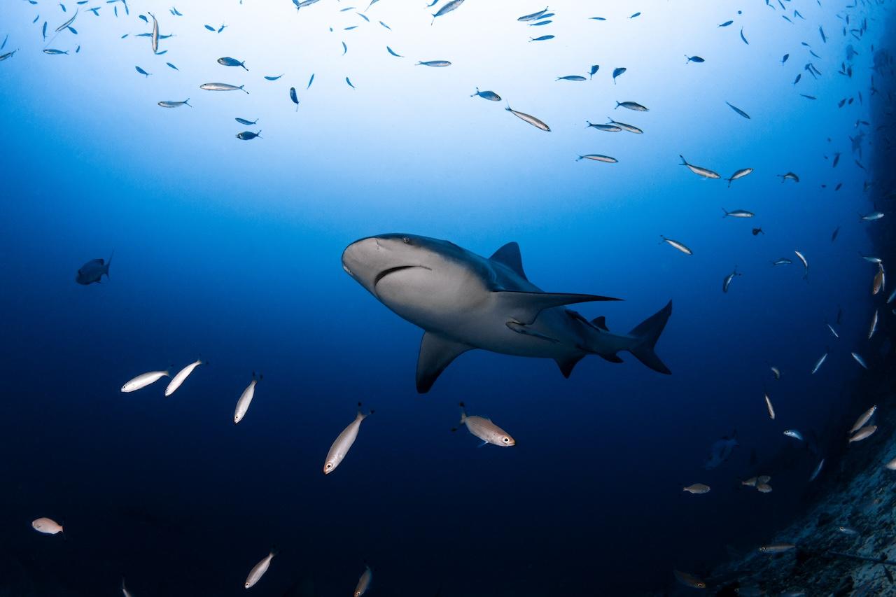 fiji-marine-life-spirit-liveaboards