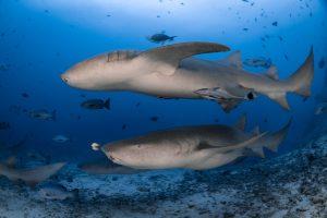 fiji-nurse-shark-marine-life-spirit-liveaboards