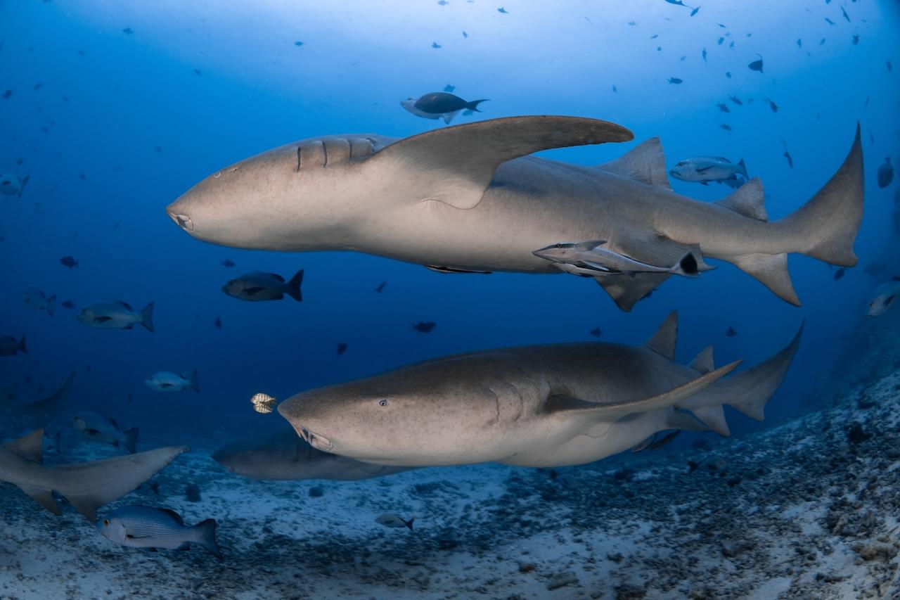 fiji-nurse-shark-marine-life-spirit-liveaboards