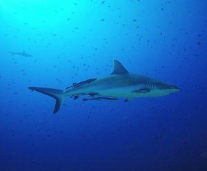 fiji-shark-gallery-spirit-liveaboards