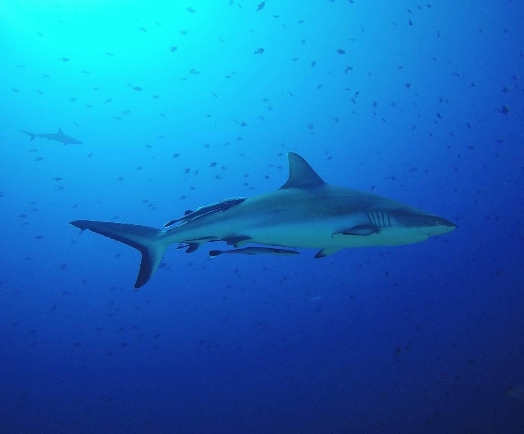 fiji-shark-gallery-spirit-liveaboards
