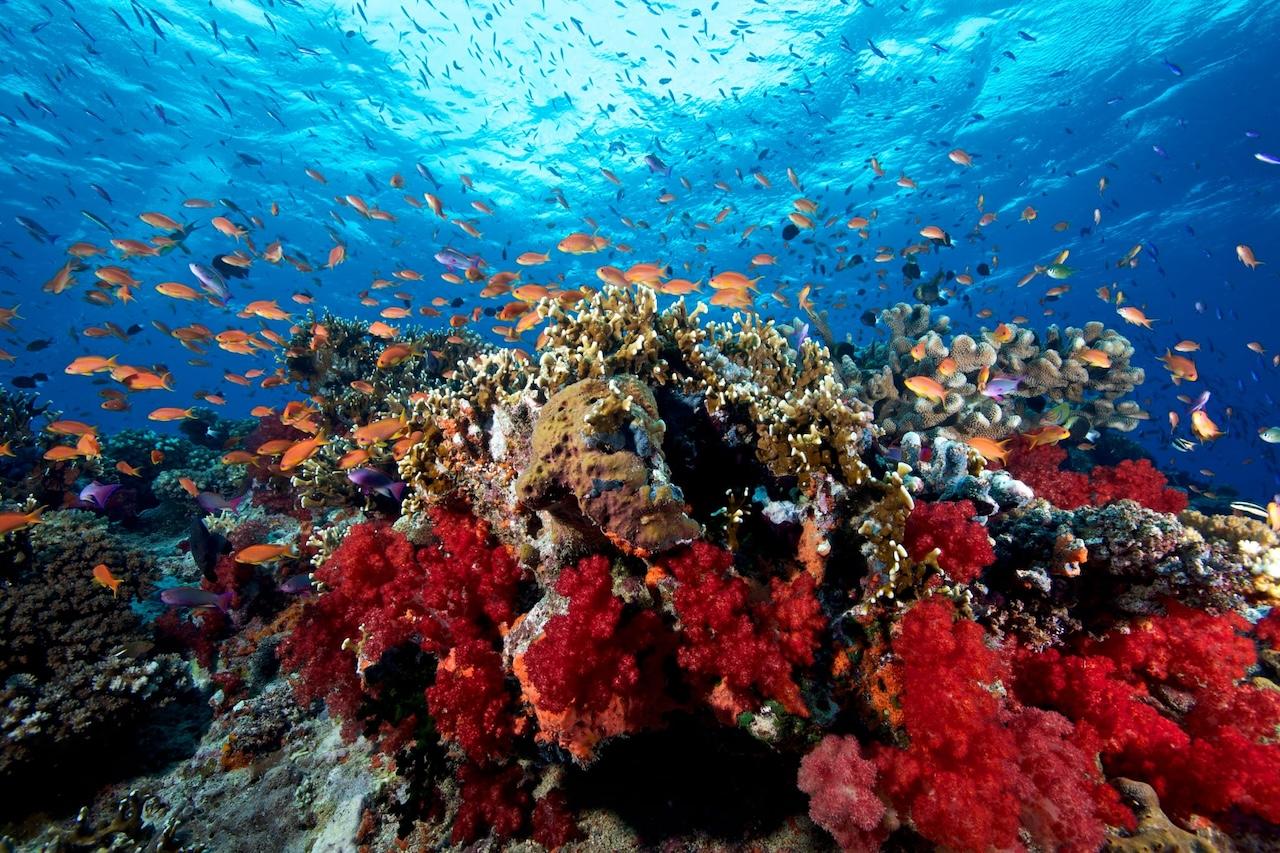 fiji-soft-corals-spirit-liveaboards