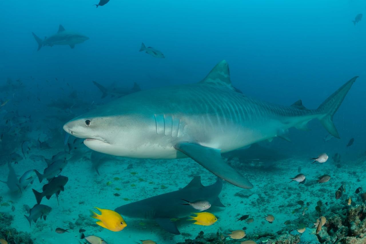 fiji-tiger-shark-spirit-liveaboards