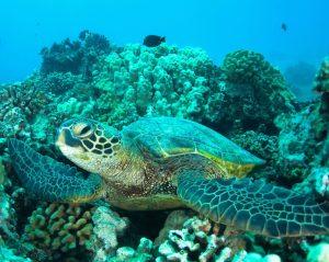 fiji-turtle-spirit-liveaboards