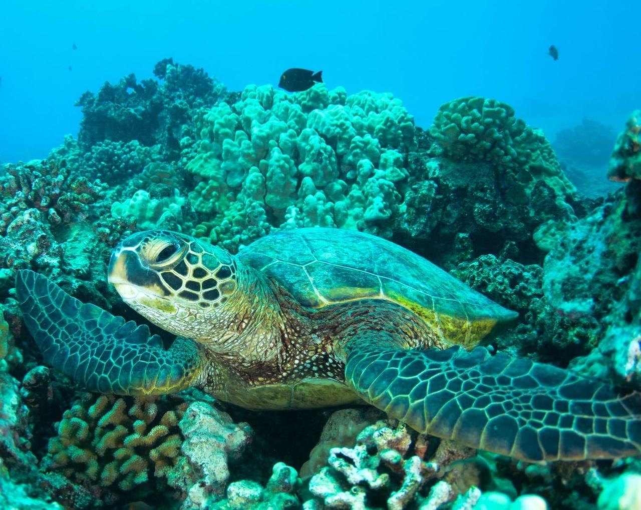fiji-turtle-spirit-liveaboards