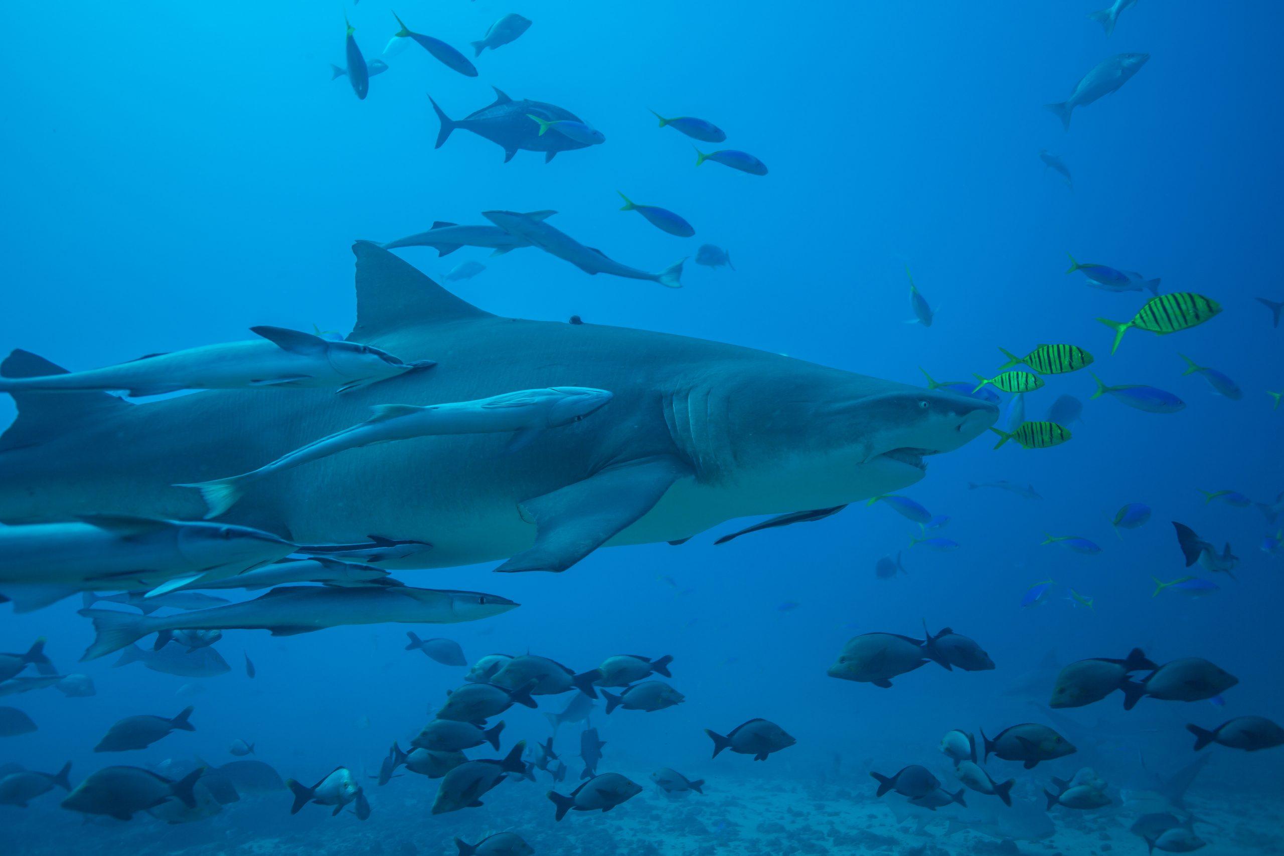 Liveaboard Packing List: What to Pack for Scuba Dive Trip?