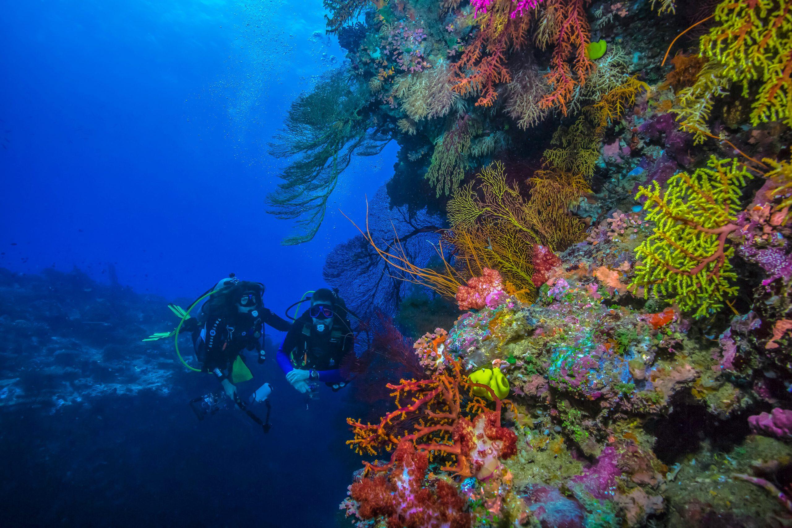 Liveaboard Diving Guide