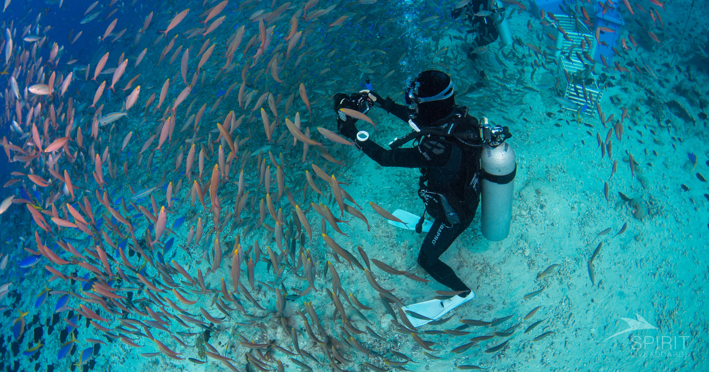 10 Scuba Diving Myths Debunked What Every Diver Should Know Spirit