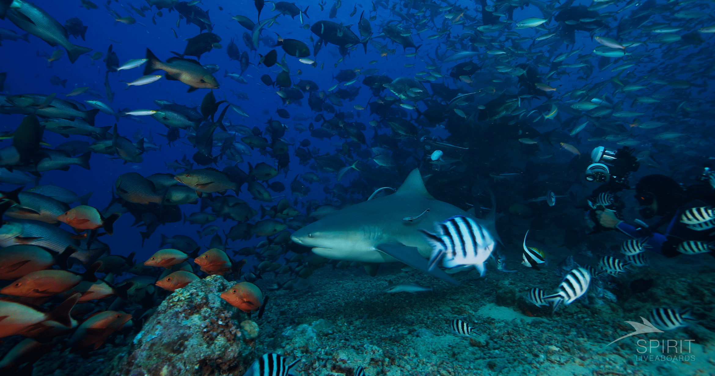 Night Diving Tips for Beginners