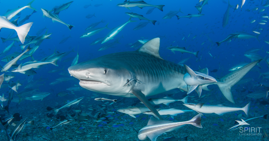 Swimming with Whale Sharks in the Maldives: Complete Guide