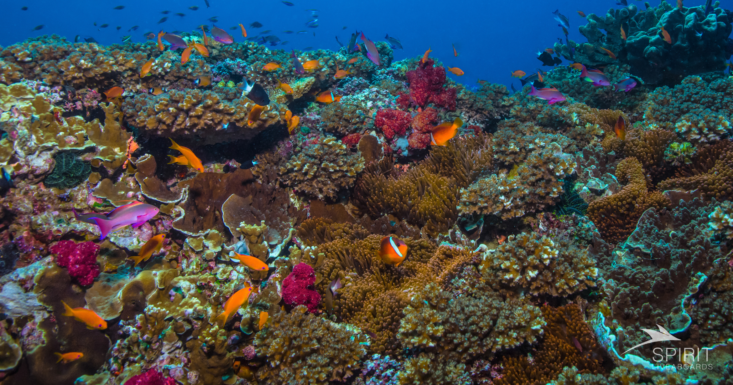 Guide to Winter Scuba diving in the Maldives | Time to Dive