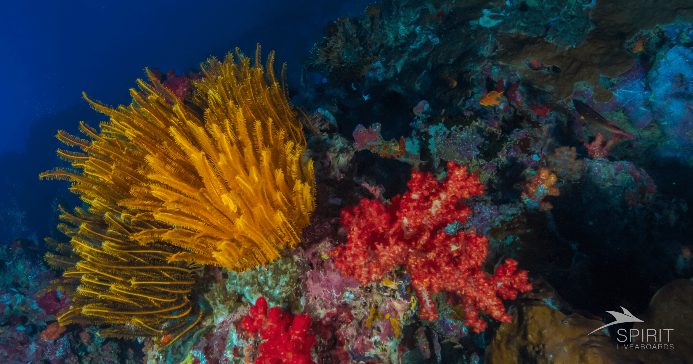 Weather Considerations for Maldives Diving Trips: What Happens in a Storm?