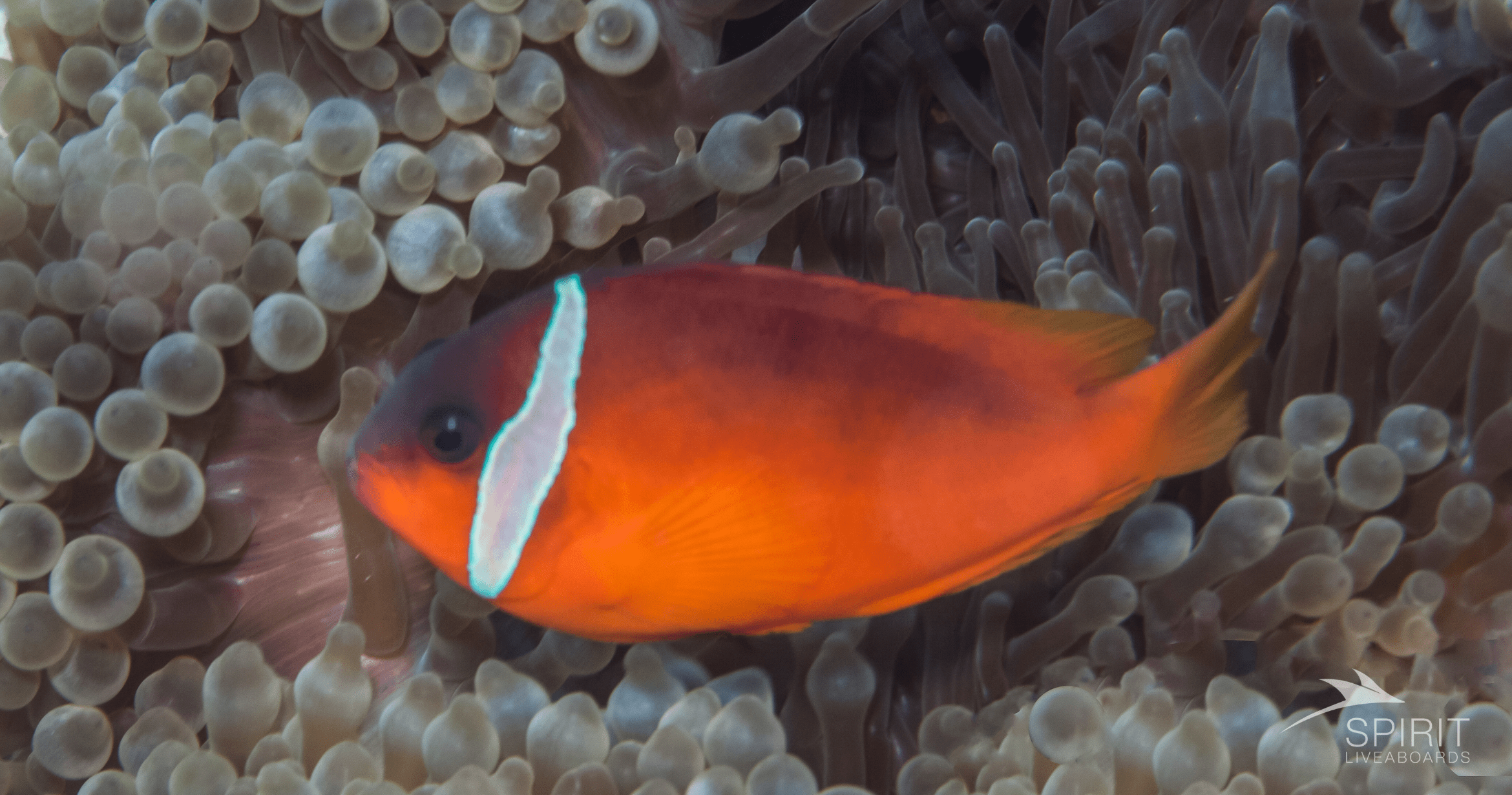 Daily Routine of Liveaboard Diving in the Maldives