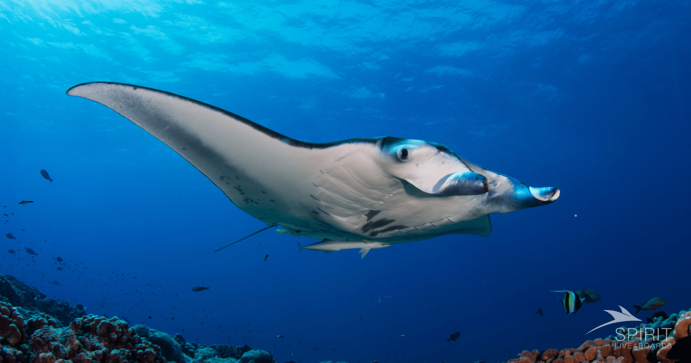 Lista de equipaje esencial para su viaje de buceo a bordo de un crucero