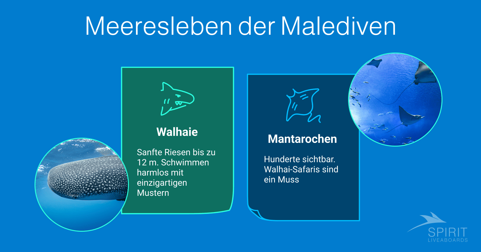 Optimale Zeiten, um das Meeresleben der Malediven zu sehen: Ganzjährig für Walhai-Sichtungen im Süd-Ari-Atoll und von Mai bis November als Hochsaison für Mantarochen im Baa-Atoll.  Sources and related content  