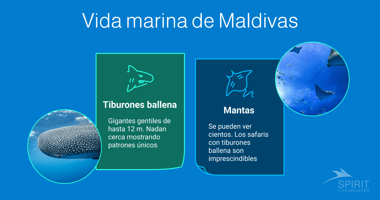 Vida marina de Maldivas: Tiburones ballena, gigantes gentiles de hasta 12 metros con patrones únicos, y Mantas, que se ven por cientos, haciendo que los safaris de tiburones ballena sean imprescindibles.