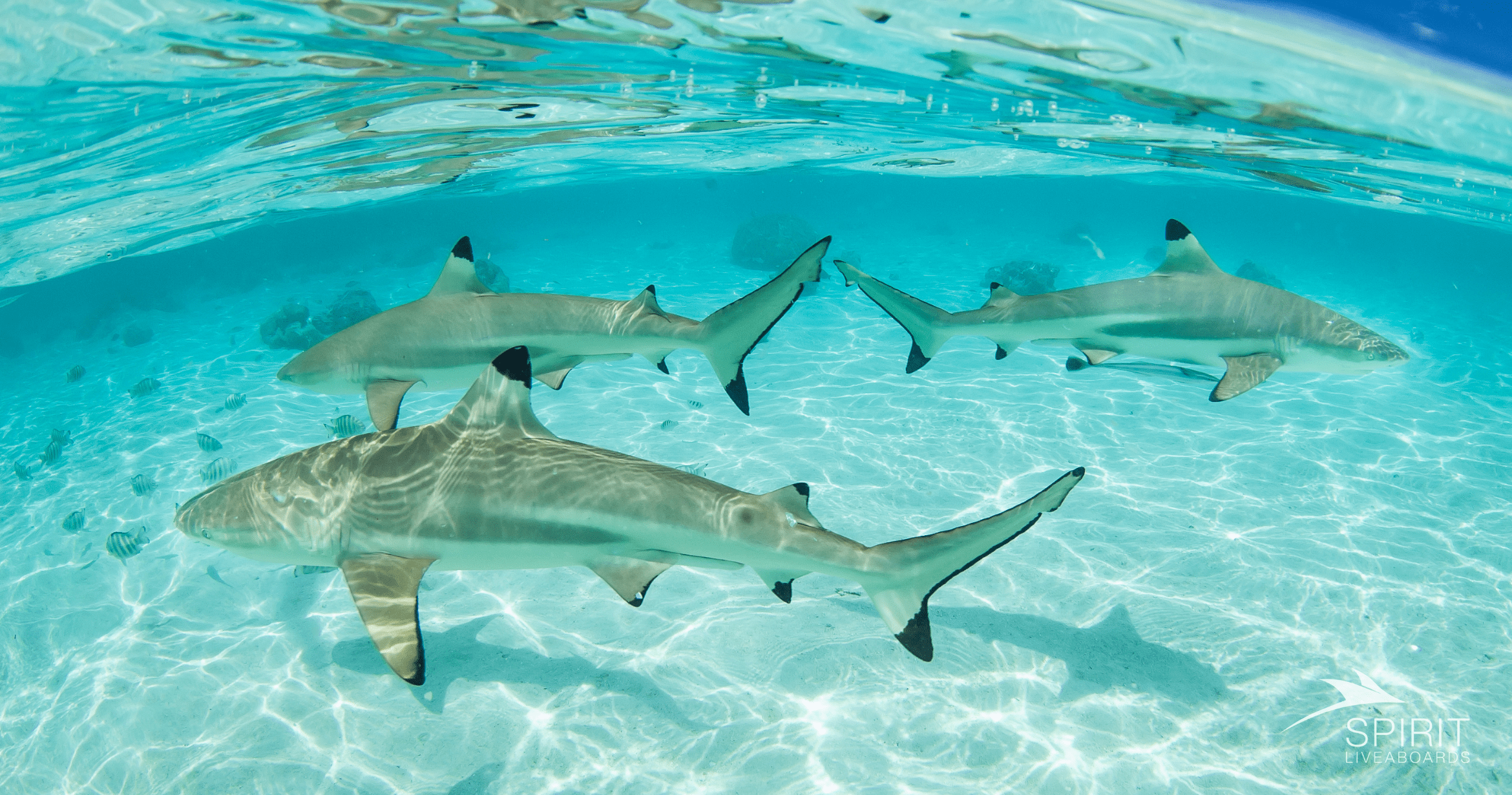 Días de Spa Marino: Estaciones de limpieza de tiburones en las Maldivas y Fiyi