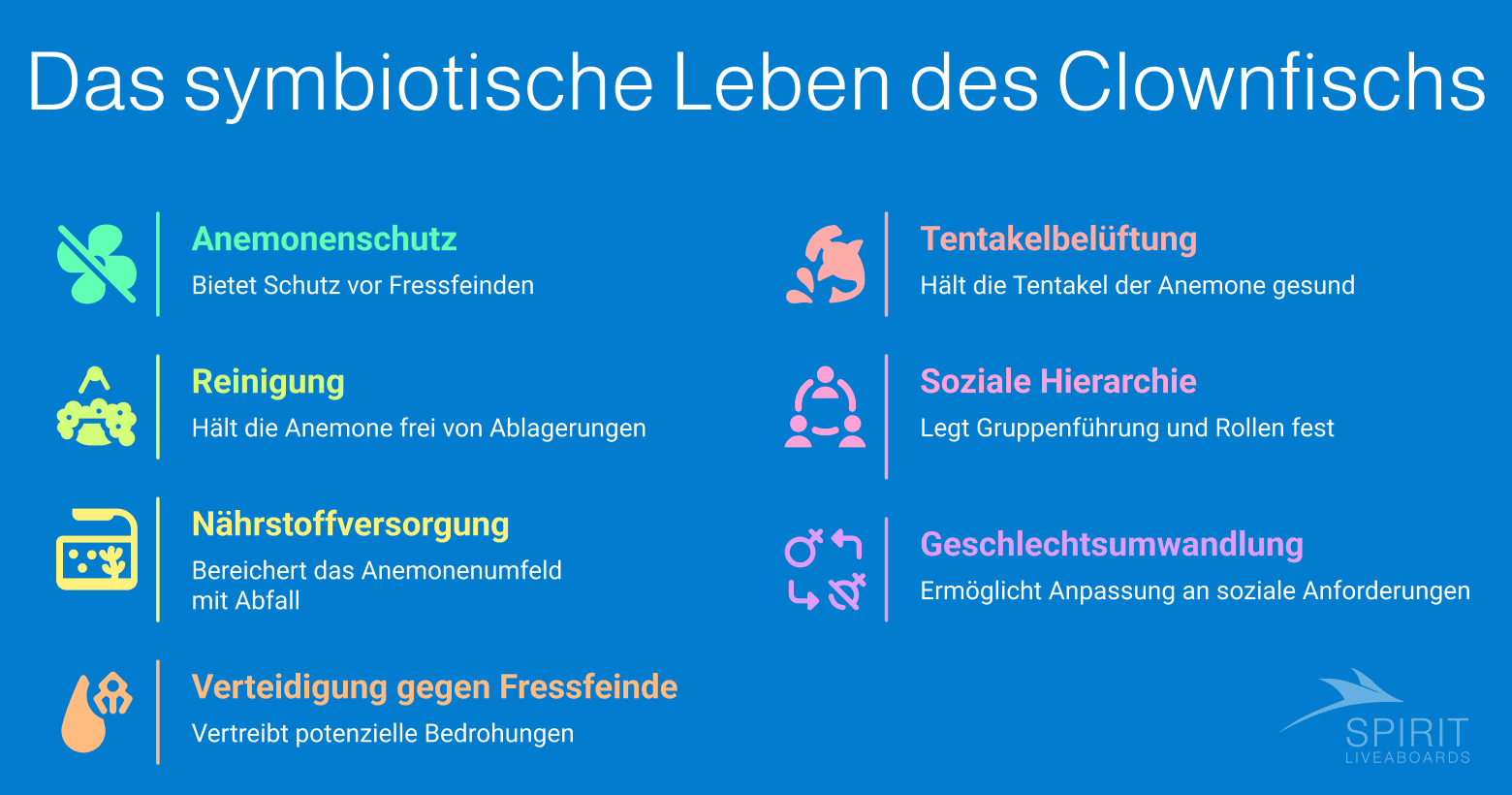 Infografik mit dem Titel "Das symbiotische Leben des Clownfischs", die Anemonenschutz, Reinigung, Nährstoffversorgung, Verteidigung gegen Fressfeinde, Tentakelbelüftung, Soziale Hierarchie und Geschlechtsumwandlung beschreibt.