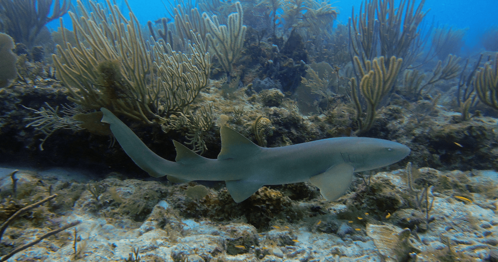 An underwater view of a nurse shark gliding over a vibrant coral reef system with various soft corals and sponges.