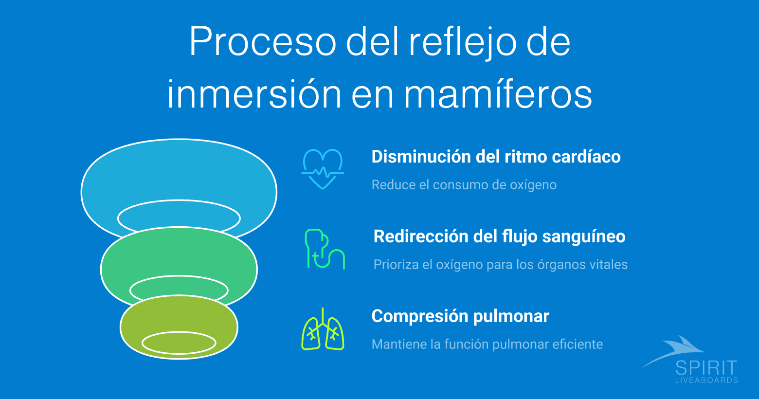 Una infografía con el título "Proceso del reflejo de inmersión en mamíferos" que ilustra tres efectos: disminución del ritmo cardíaco, redirección del flujo sanguíneo y compresión pulmonar.