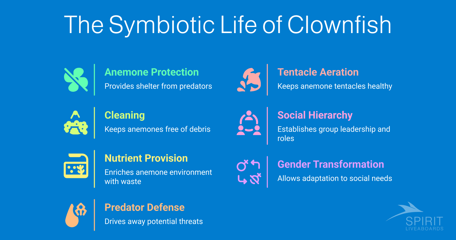Infographic titled "The Symbiotic Life of Clownfish" detailing Anemone Protection, Cleaning, Nutrient Provision, Predator Defense, Tentacle Aeration, Social Hierarchy, and Gender Transformation.  