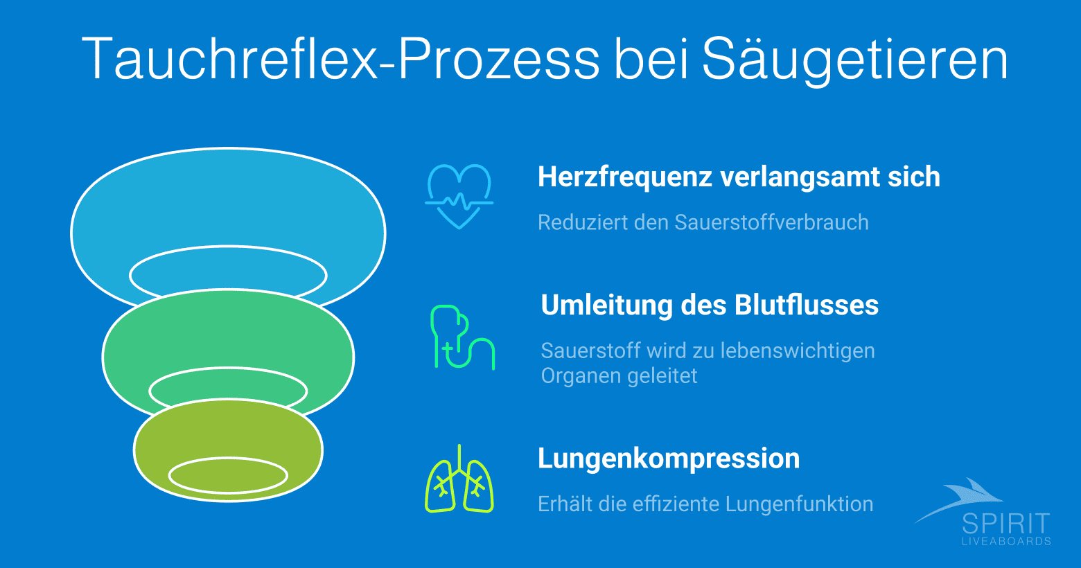 Eine Infografik mit dem Titel "Tauchreflex-Prozess bei Säugetieren", die in drei Schritten die Verlangsamung der Herzfrequenz, die Umleitung des Blutflusses und die Lungenkompression erklärt.