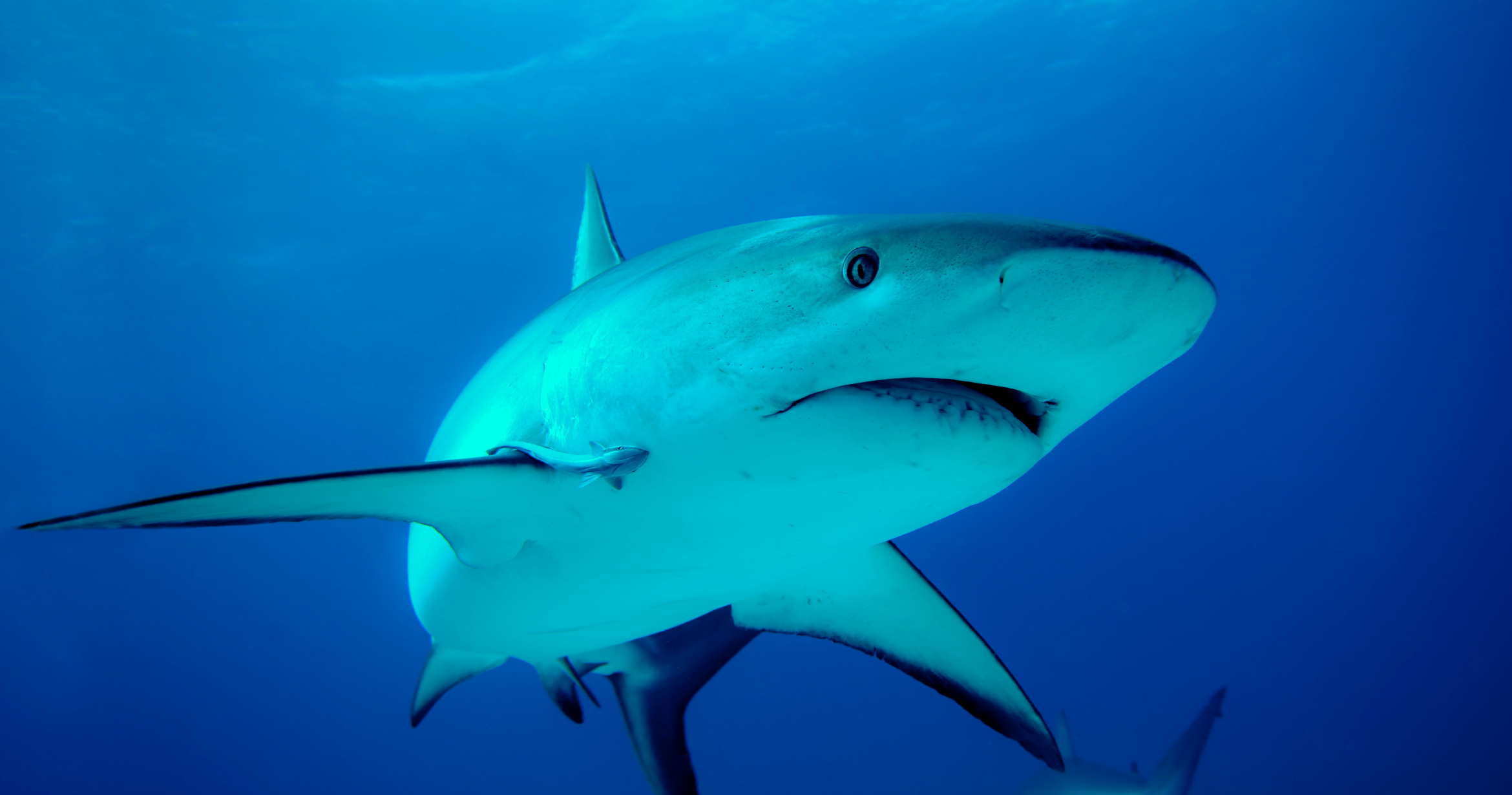 Aventuras de buceo en jaulas de tiburones: Inmersiones en apnea con emociones diarias