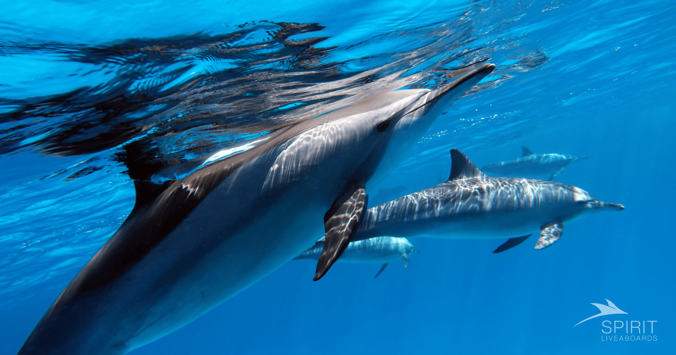 How Old Do You Have to Be to Scuba Dive? Age Requirement for Scuba Diving