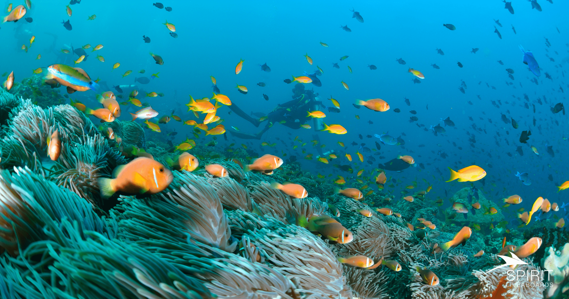 Rebreather Diving: A New Era of Scuba Exploration