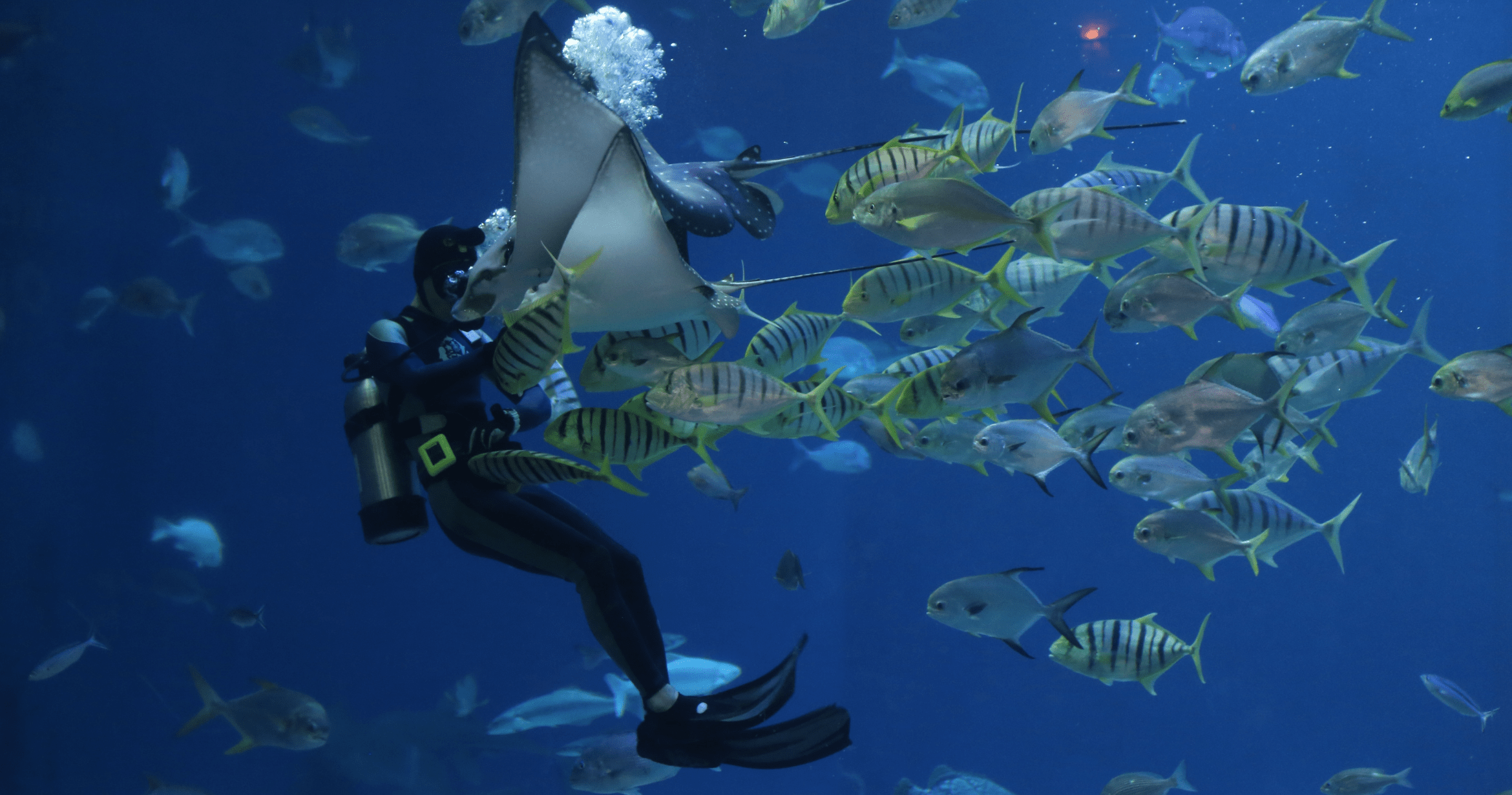 Scuba Wetsuit Thickness Guide: Choosing the Right Suit