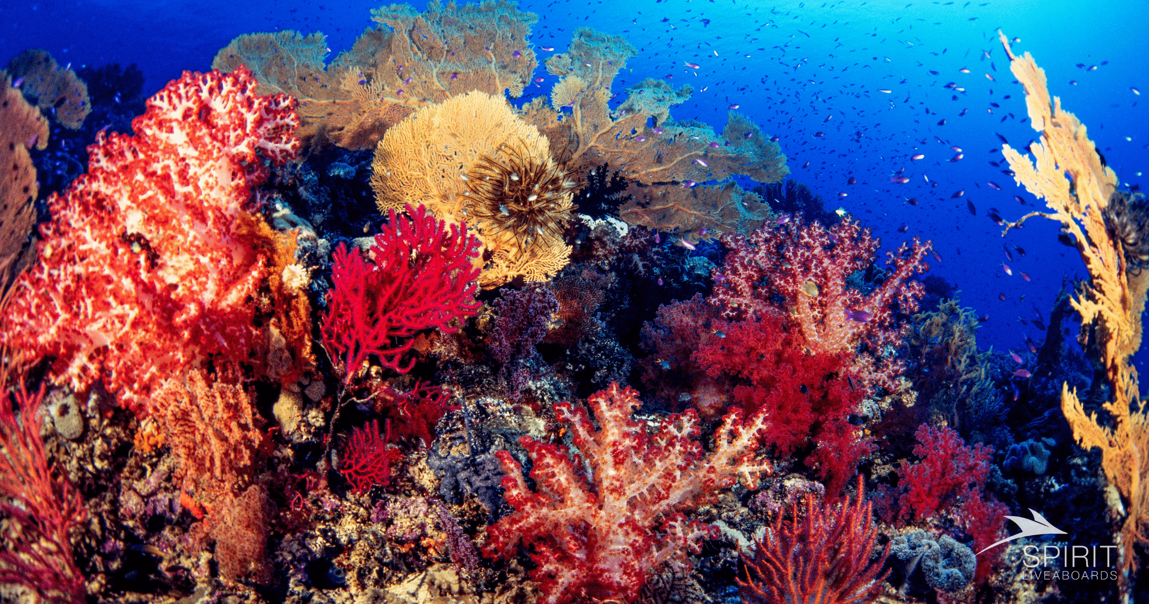 Top Gift Ideas for Scuba Divers: Perfect Presents for Ocean Adventures