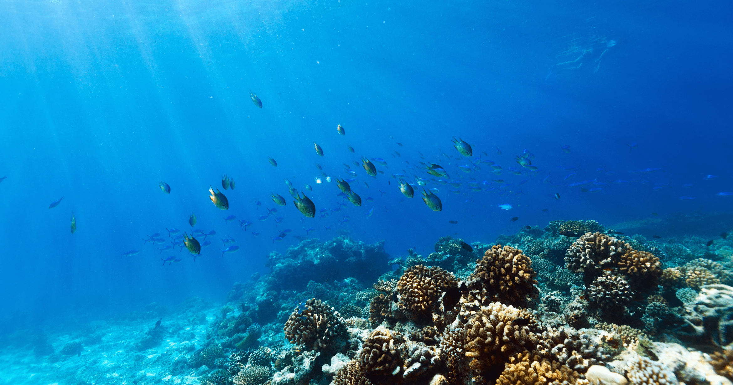 How Deep Can You Dive Safely? Scuba and Technical Diving Tips