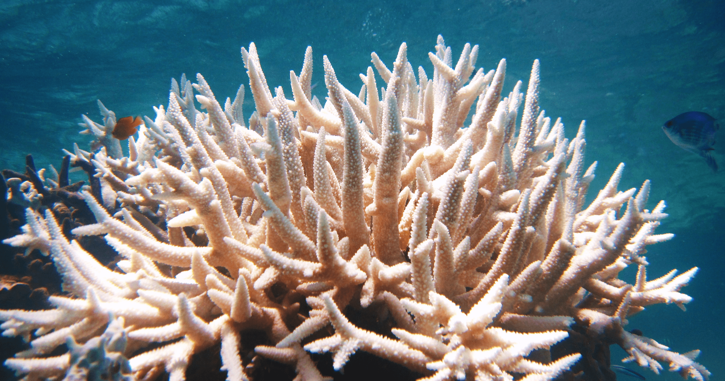 What Is Coral Bleaching? A Diver’s Guide to the Maldives Coral Reefs
