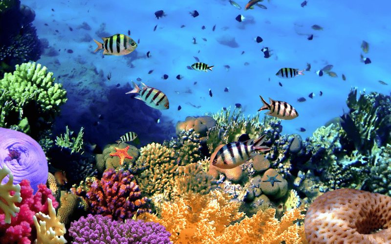 Reef Life