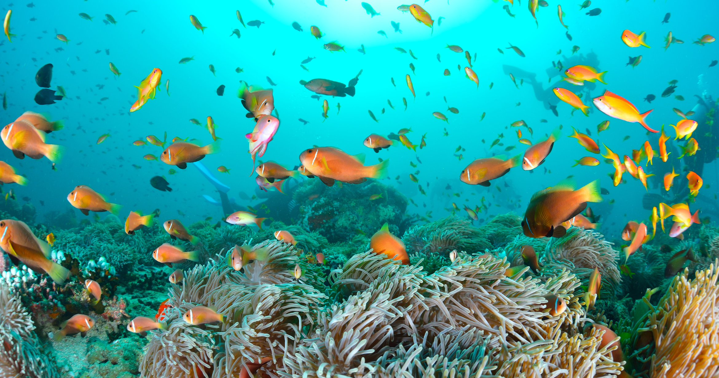 What Is the Best Liveaboard for a Perfect Scuba Diving Experience?
