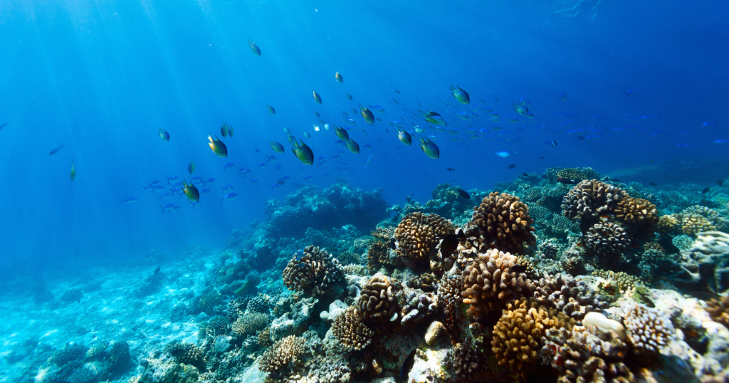 The Best Liveaboard Diving Destinations for Your Next Dive Trip