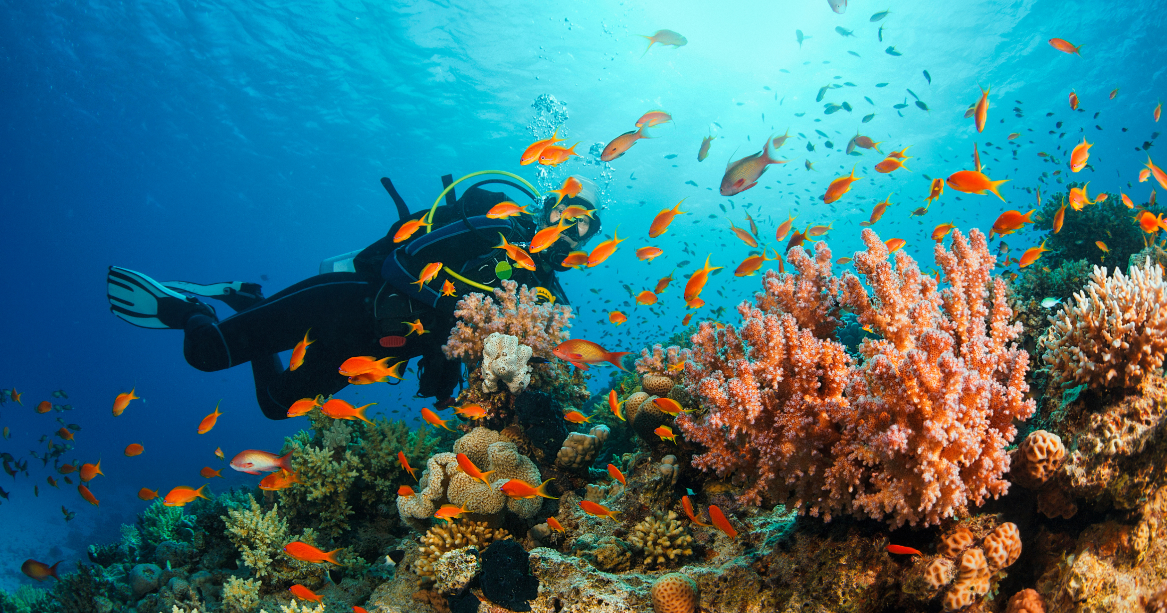 Which Is the Best Liveaboard for Shark Diving in the Maldives?
