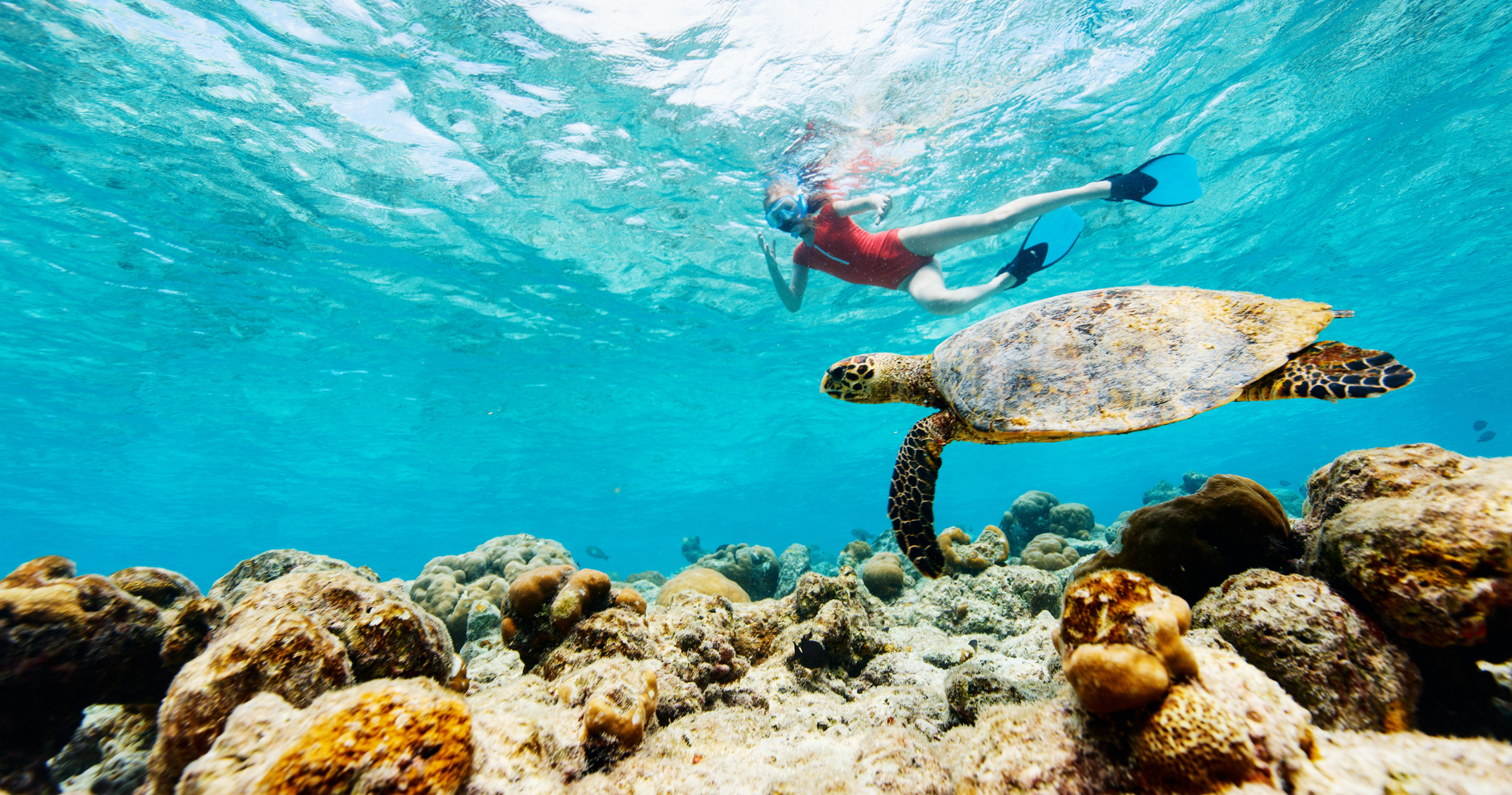 Looking for the Top Liveaboard for Shark Diving in the Maldives?