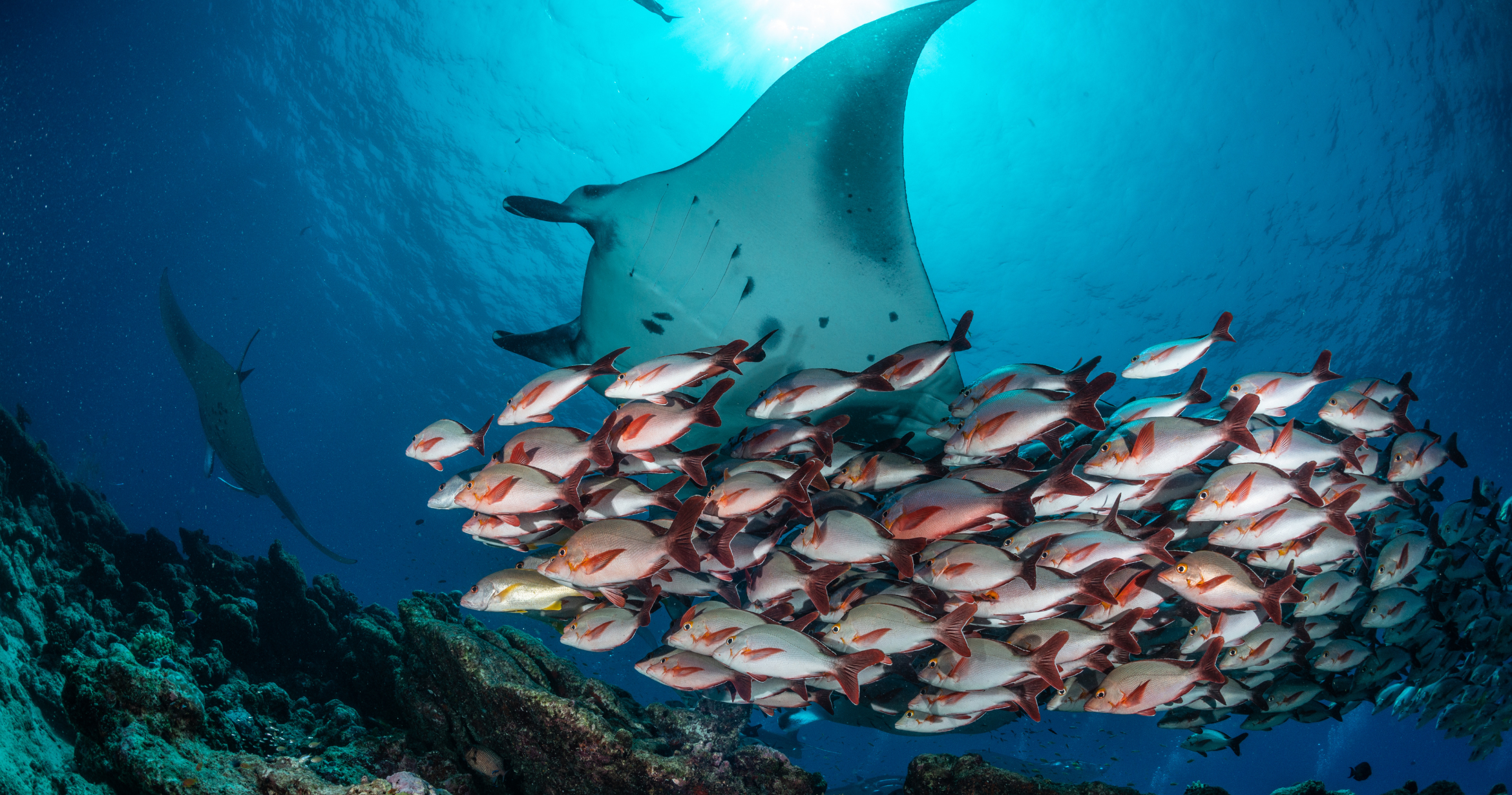 The Best Scuba Liveaboards for Divers Worldwide