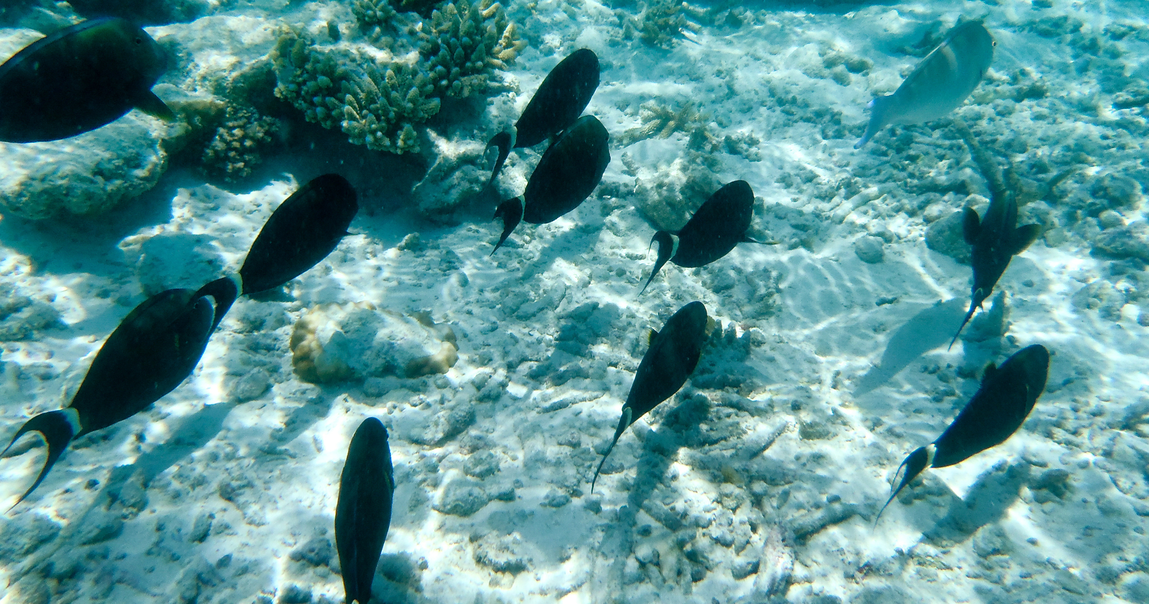 What Is the Best Diving Boat for Your Next Adventure?