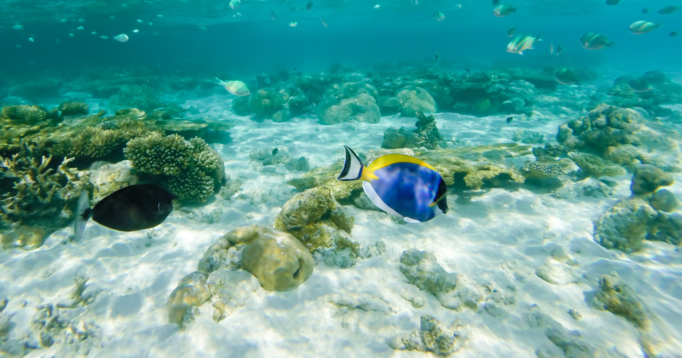 What Is the Best Liveaboard for Diving in the Maldives?