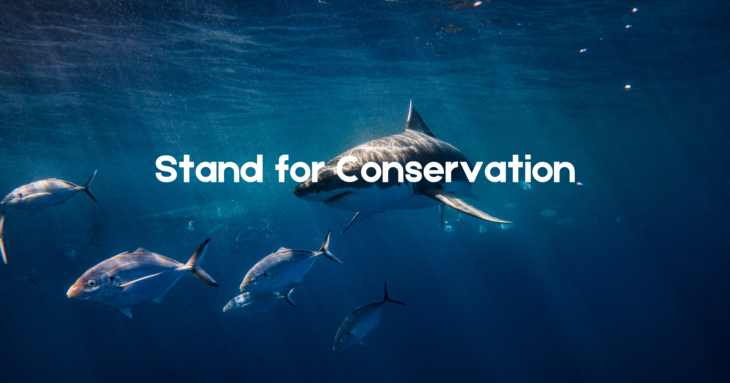 Maldives Legalizes Limited Shark Hunting: Spirit Liveaboards Stands for Conservation