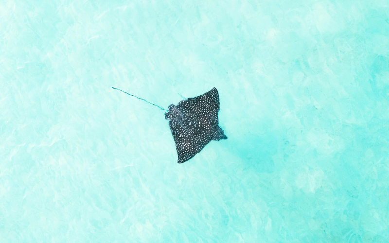 Manta Trust
